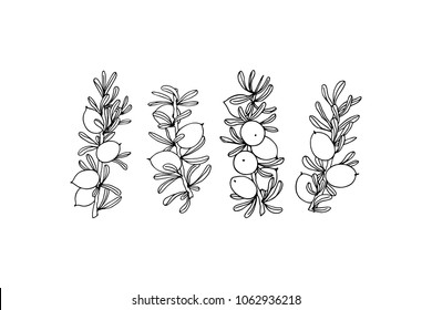 Vector graphic set of hand drawn Argan tree branches with fruit. Beautiful design elements, ink drawing, logo template