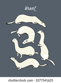 Vector graphic set of  hand drawn cute weasels in winter coats. Beautiful animal design elements, ink drawing.