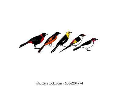 Vector graphic set of hand drawn bright tropical birds. Beautiful animal design element, ink drawing