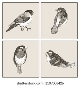 Vector graphic set of hand drawn birds on grey background. Ink drawing, graphic style. Cute birds for your design