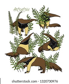 Vector graphic set of hand drawn cute anteaters resting in green thickets. Beautiful ink drawing, sketch style. Perfect design elements, animal illustration