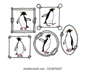 Vector graphic set of hand drawn cute Macaroni penguins in nautical rope frames. Ink drawing, funny illustration, beautiful animal design elements.