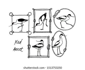 Vector graphic set of hand drawn Pied Avocets in rope frames. Ink drawing, beautiful animal and nautical design elements.