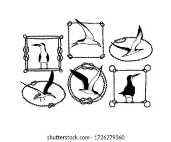 Vector graphic set of hand drawn flying and resting black skimmers in rope frames. Ink drawing, beautiful animal and nautical design elements.
