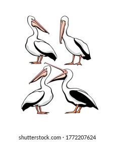 Vector graphic set with hand drawn cute Australian pelicans. Ink drawing, funny illustration, beautiful marine animal design elements.