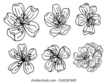 Vector graphic set of hand drawn sakura flowers. Beautiful floral design elements, ink drawing, graceful lines.