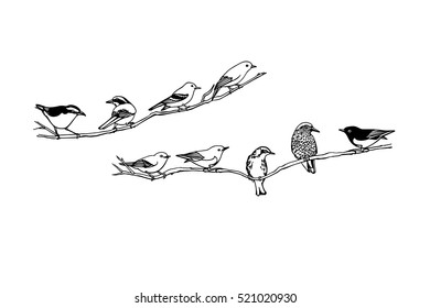 Vector graphic set of hand drawn North America birds sitting on a branch. Ink drawing, graphic style.