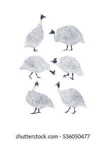 Vector graphic set of hand drawn guinea fowls. Beautiful ink drawing