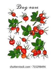 Vector graphic set with hand drawn dog rose twigs. Beautiful botanical illustration. Hand drawn dog rose products design elements, ink drawing.