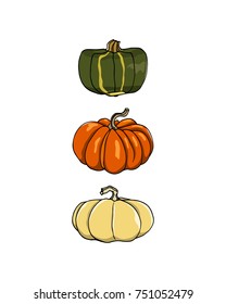 Vector graphic set of hand drawn buttercup squash, fairytale and cheese pumpkins. Ink drawing, beautiful vegetarian design elements. 