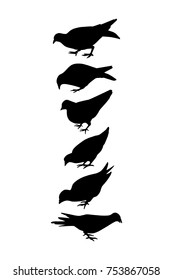 Vector graphic set of hand drawn silhouettes of pigeons. Beautiful design elements