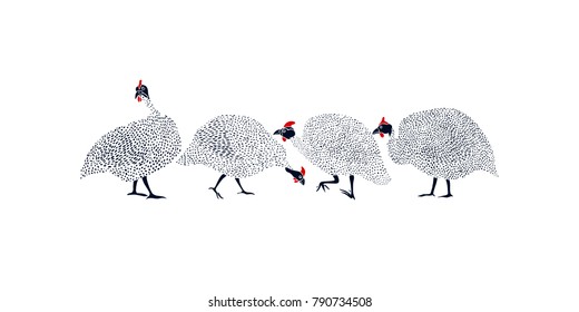 Vector graphic set of hand drawn guinea fowls. Beautiful ink drawing