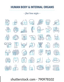 Vector graphic set. Icons in flat, contour, thin, minimal and linear design. Study and structure of person internal organs and a body part. Concept illustration for Web site. Sign, symbol, element.