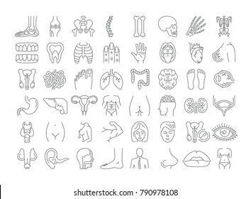 Vector Graphic Set. Icons In Flat, Contour, Thin, Minimal And Linear Design. Study And Structure Of Person Internal Organs And A Body Part. Concept Illustration For Web Site. Sign, Symbol, Element.