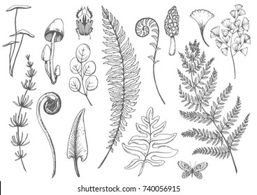 Vector graphic set of illustrations of wild forest plants, leaves and young ferns. mushrooms and insects. sketch illustration