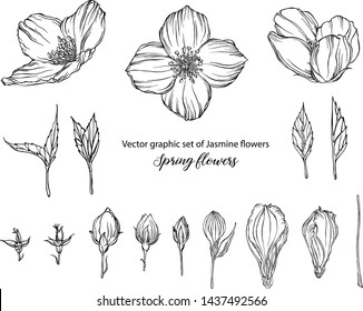 Vector graphic set of Jasmine flowers Spring flowers
