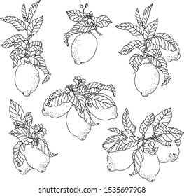 Vector graphic set with lemon fruits on the branches