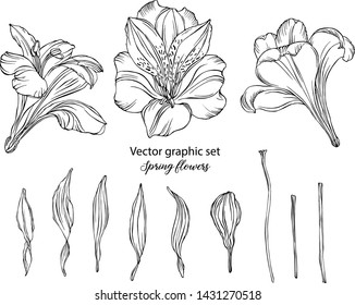 Vector graphic set. Spring flowers