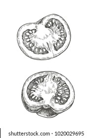 Vector graphic sketch with tomato halfs isolated on white background. Vintage hand drawn illustration of fresh vegetable cut in half longitudinal section in engraving style.
