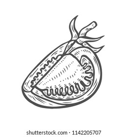 Vector graphic sketch with tomato halfs isolated on white background. Vintage hand drawn illustration of fresh vegetable cut in half longitudinal section in engraving style.