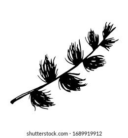vector graphic of a spruce branch. forest element isolated on a white background.