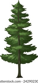 Vector graphic of a tall evergreen pine tree