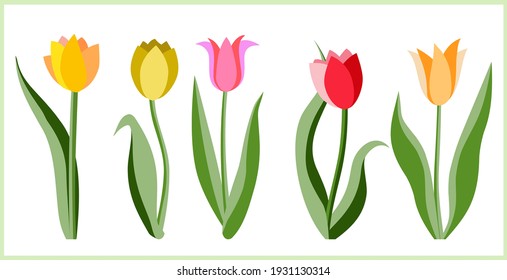 Vector graphic of tulips variations. Pattern from flowers in watercolor. Template.