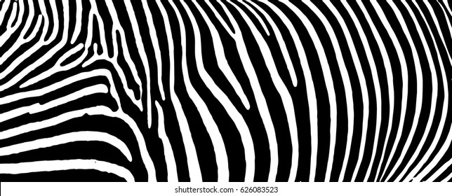 A vector graphic of zebra pattern.