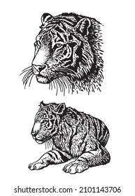 Vector graphical collection of tigers isolated on white, elements for design,typography and tattoo. Symbol of new year