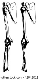 Vector. Graphical representation of the bones a shoulder girdle, of the hand, of the forearm, wrist. Set different positions 