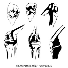 Vector. Graphical schematic representation of the knee bones. Set different positions 