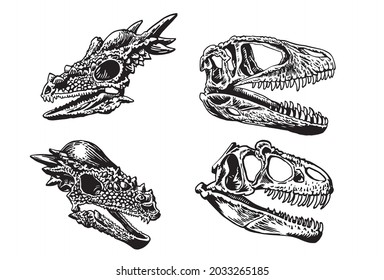 Vector graphical set of skulls of pachycephalosaurus and tyrannosaurus on white, graphical illustration