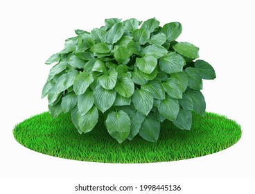 Vector Graphics 3d. Realistic Plant Bush Shape Sphere On Green Lawn