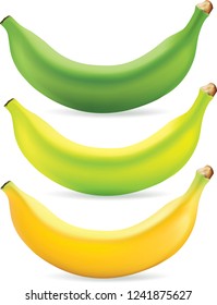 Vector graphics, banana, illustration in a realistic style