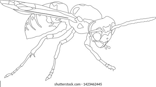 vector graphics beautiful and dangerous bee , wasp, insect