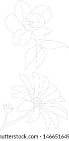 vector graphics beautiful flowers in the garden