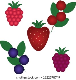 Vector graphics, berries: blackberries, strawberries, raspberries, cranberries, blueberries