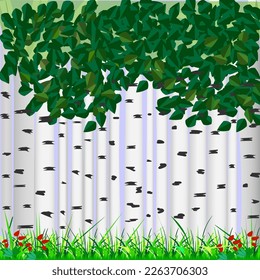 Vector graphics. Birch grove. White birch trunks, dark green leaves, grass and strawberry bushes below.