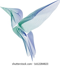 Vector graphics. Bird hummingbird. Line
