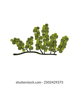 Vector graphics with a branch of green exotic algae with elegant round leaves forming a living ecosystem. Ideal for creating unusual marine graphics