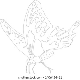vector graphics butterfly with beautiful wings . collection