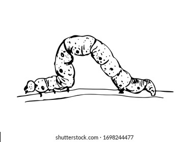 Vector Graphics Of A Caterpillar.Black And White Illustration Caterpillar Creeps. Minimalistic Stylized Drawing.