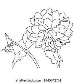 Vector graphics. Close-up outline of a flower on a white background.