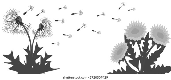Vector graphics. Dandelions in black and white tones on a white background.