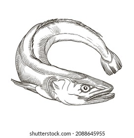 Vector Graphics, Drawings By Hand. Fish. Hake.