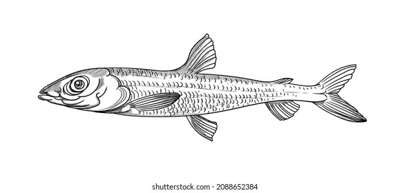 Vector graphics, drawings by hand.  Argentina fish.