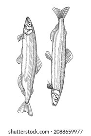 Vector graphics, drawings by hand. Capelin fish. 