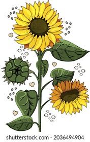 Vector graphics drawn yellow sunflower