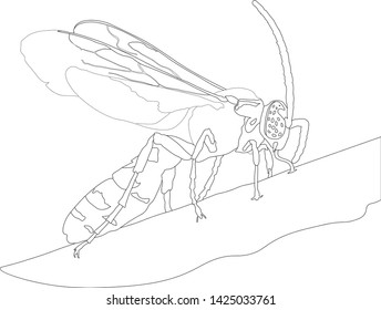 vector graphics earth wasp , fly , insect , collection