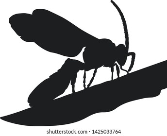 vector graphics earth wasp , fly , insect , collection